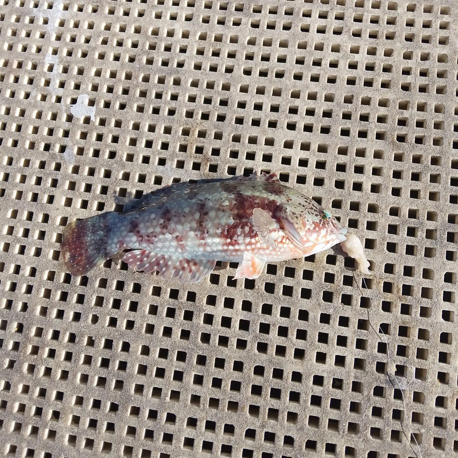The most recent Brownspotted wrasse catches on Fishbrain