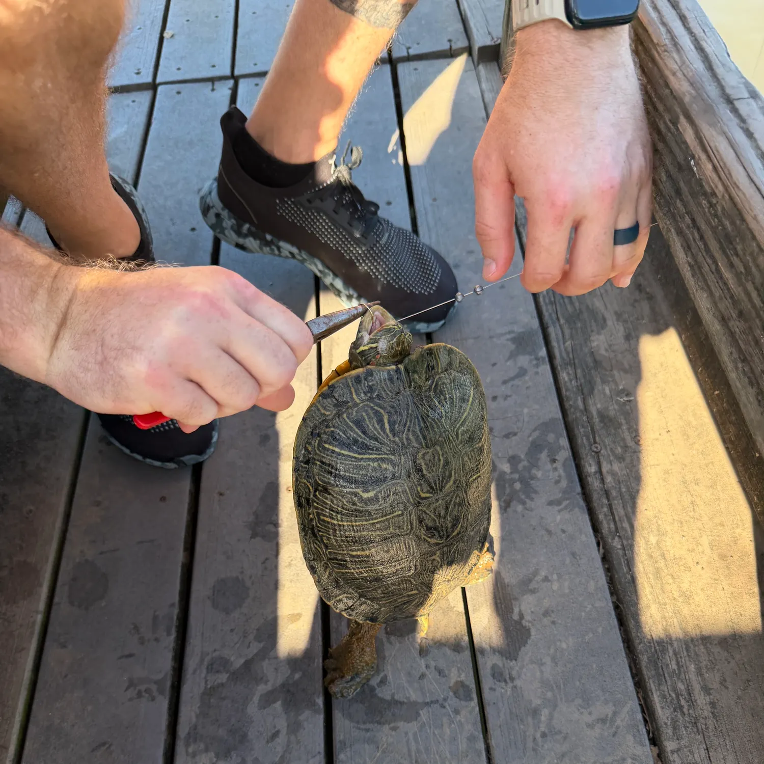 Fish caught on Fishbrain