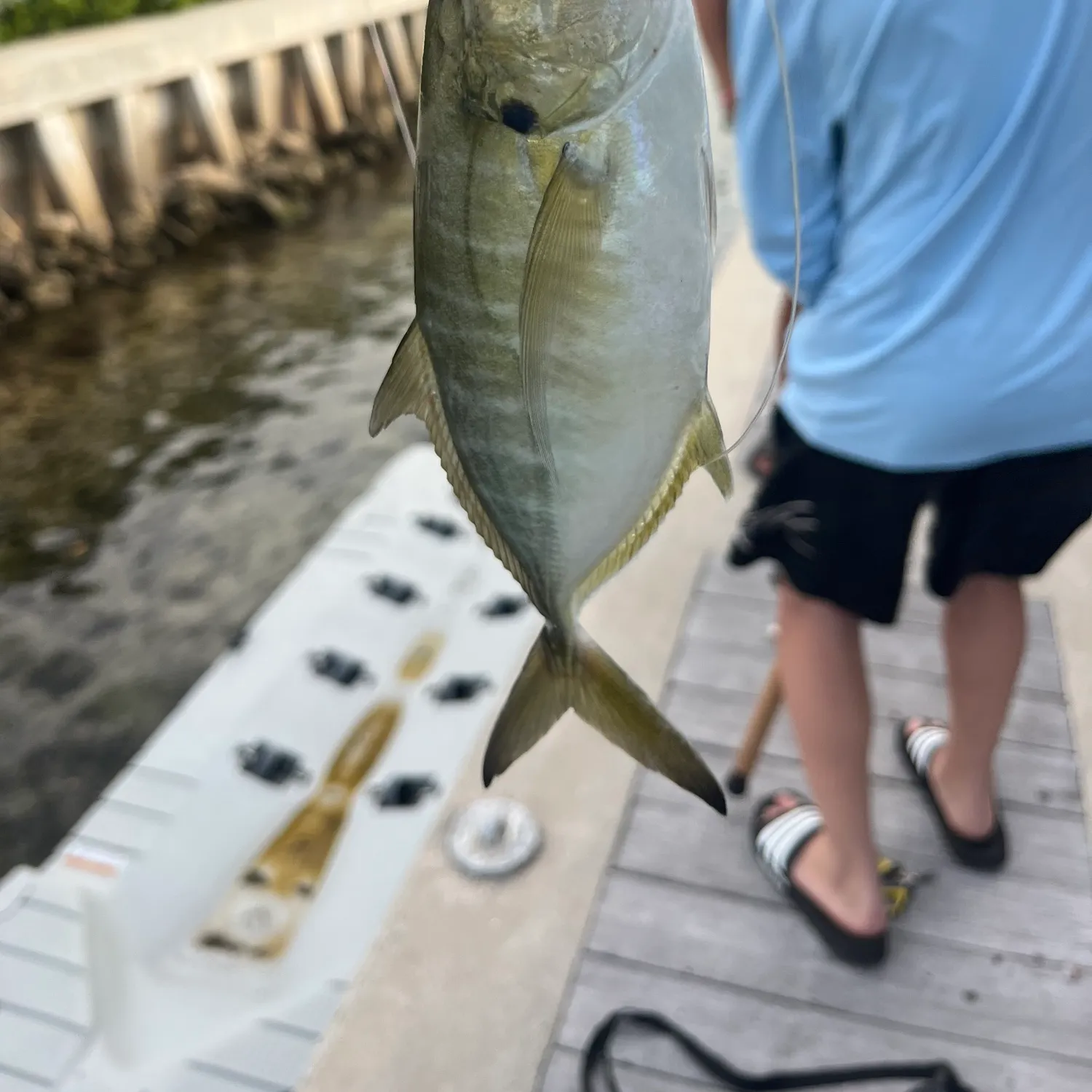 The most recent Crevalle jack catches on Fishbrain