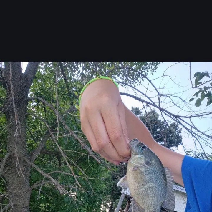 Green sunfish caught on Fishbrain