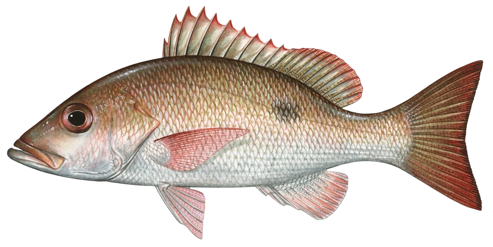 Mahogany snapper