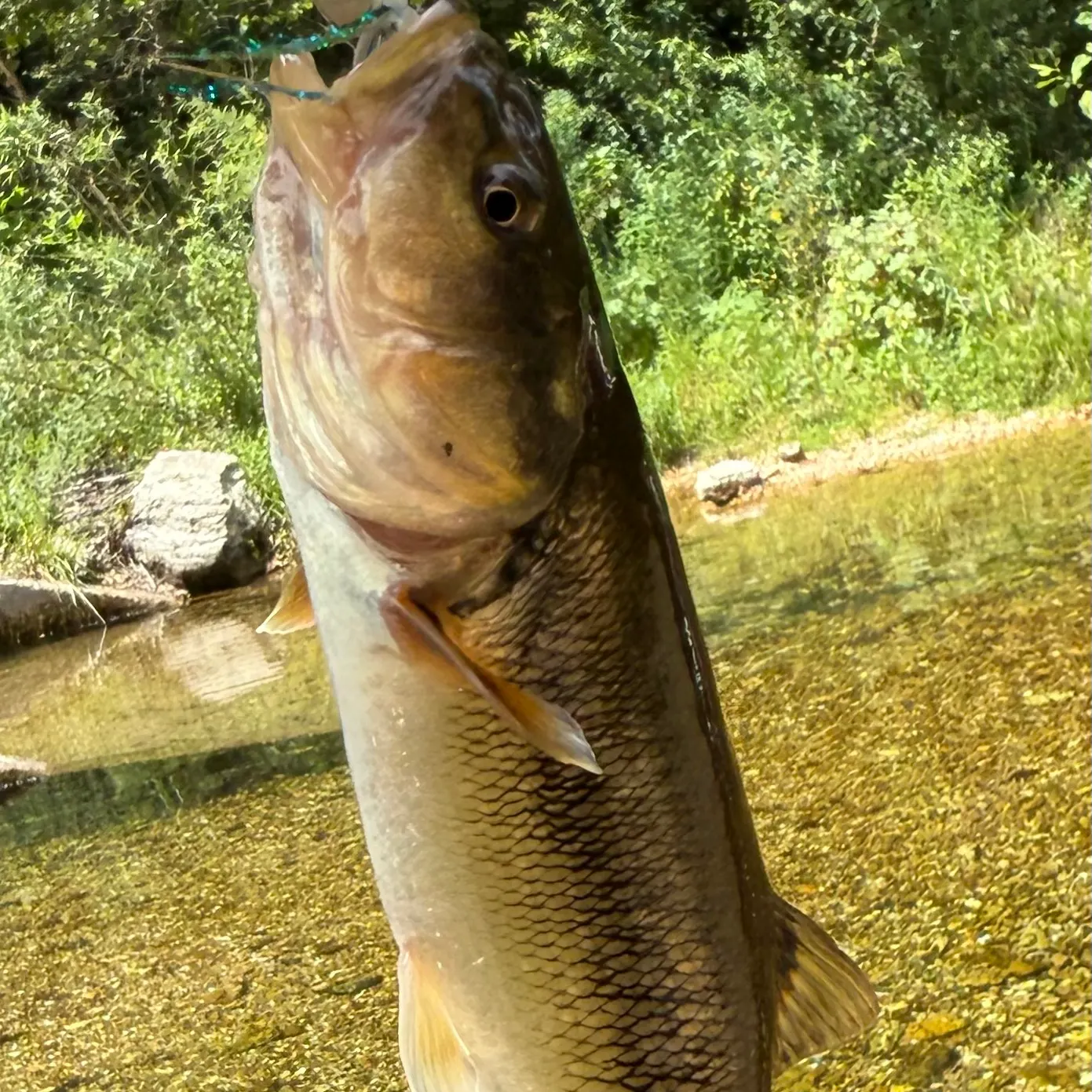 Hornyhead chub caught on Fishbrain