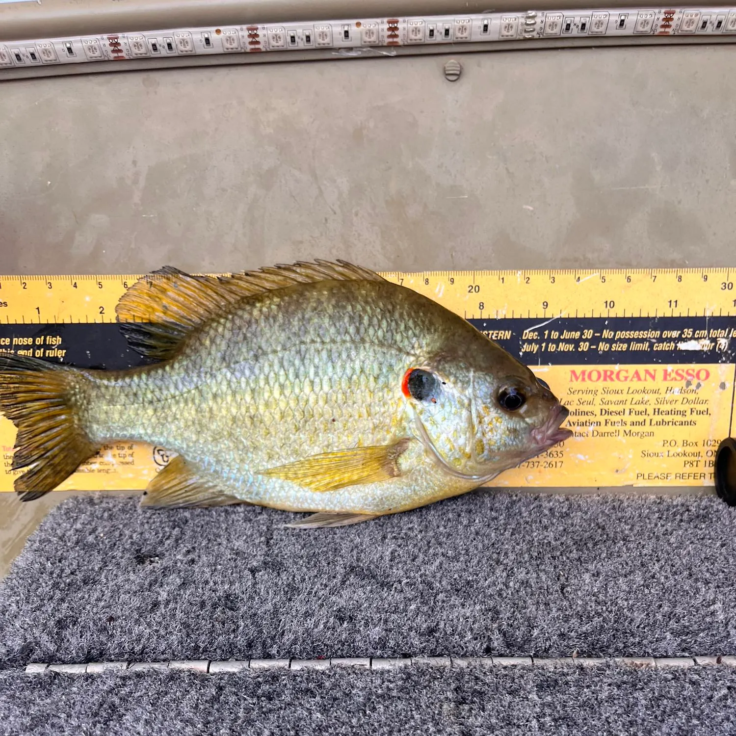 recently logged catches