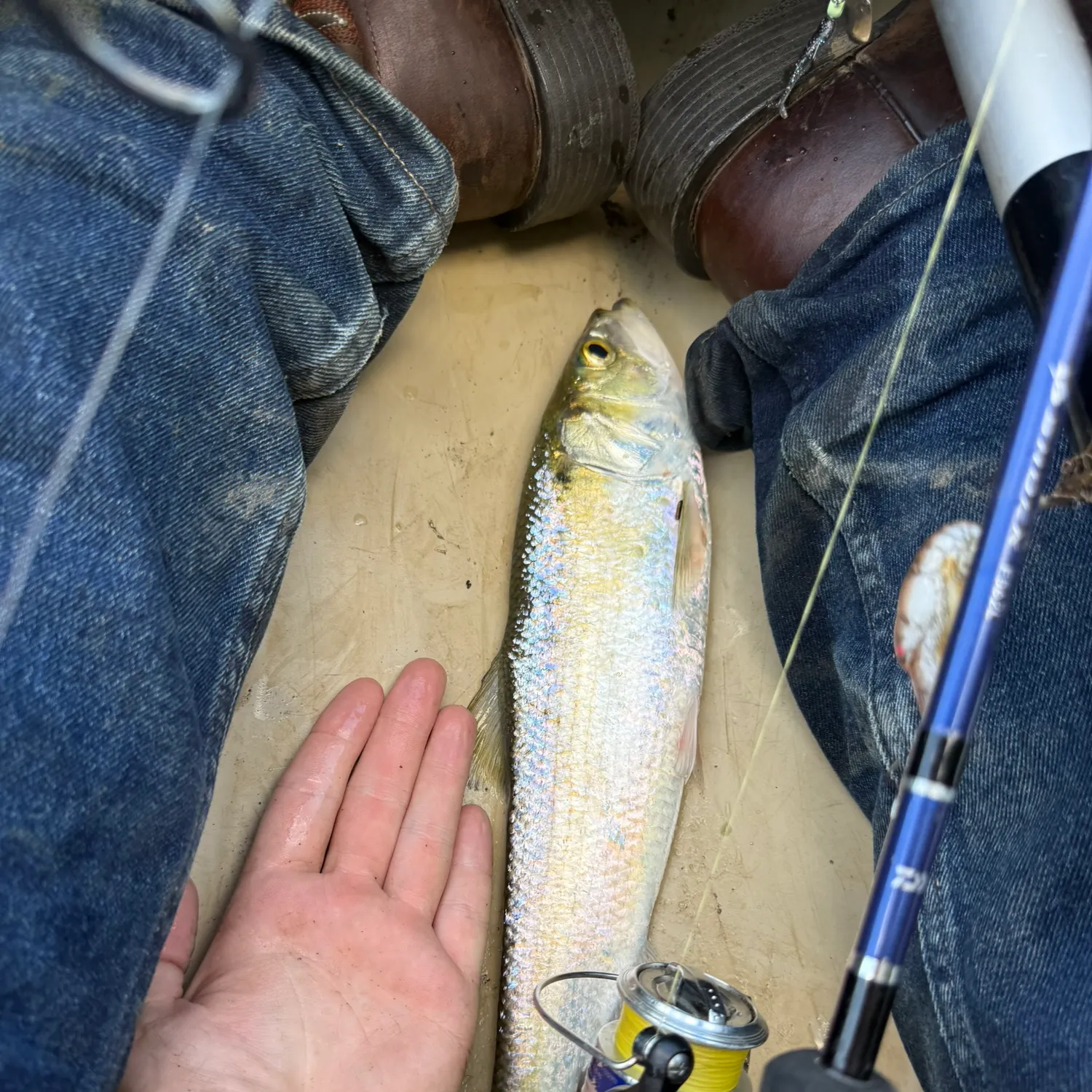 The most recent Skipjack herring catches on Fishbrain