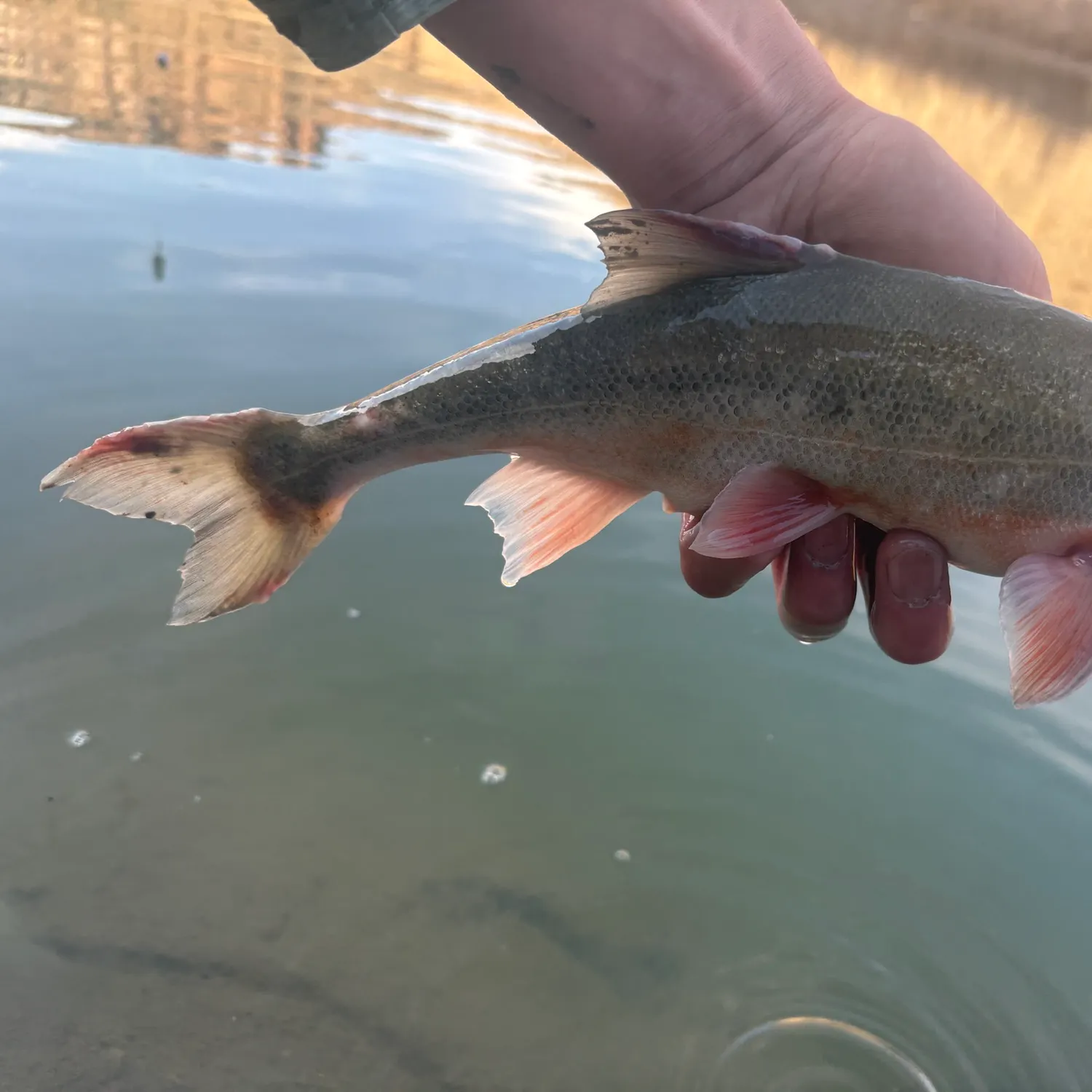 The most recent Roundtail chub catches on Fishbrain