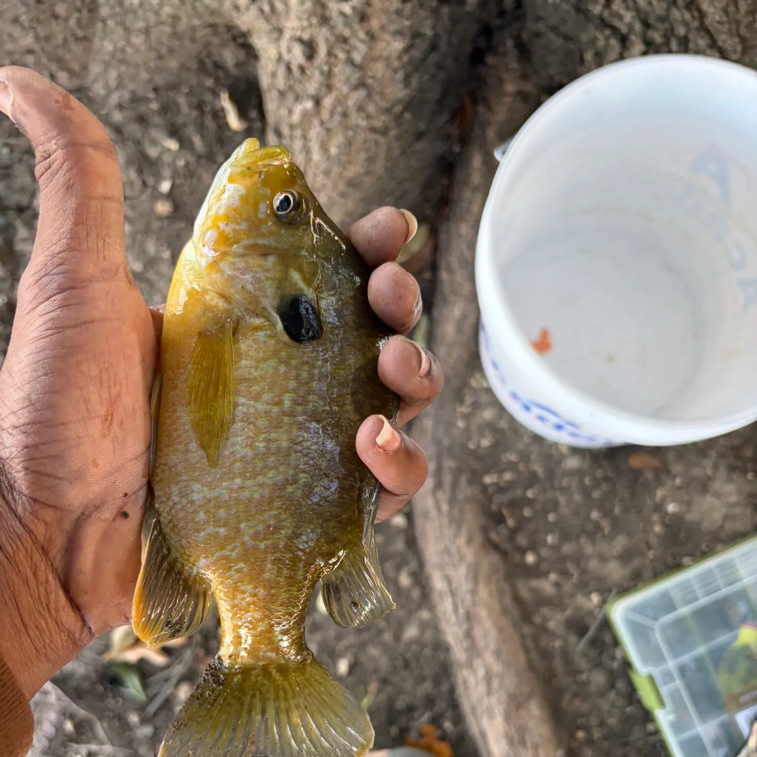 The most recent Bluegill catches on Fishbrain