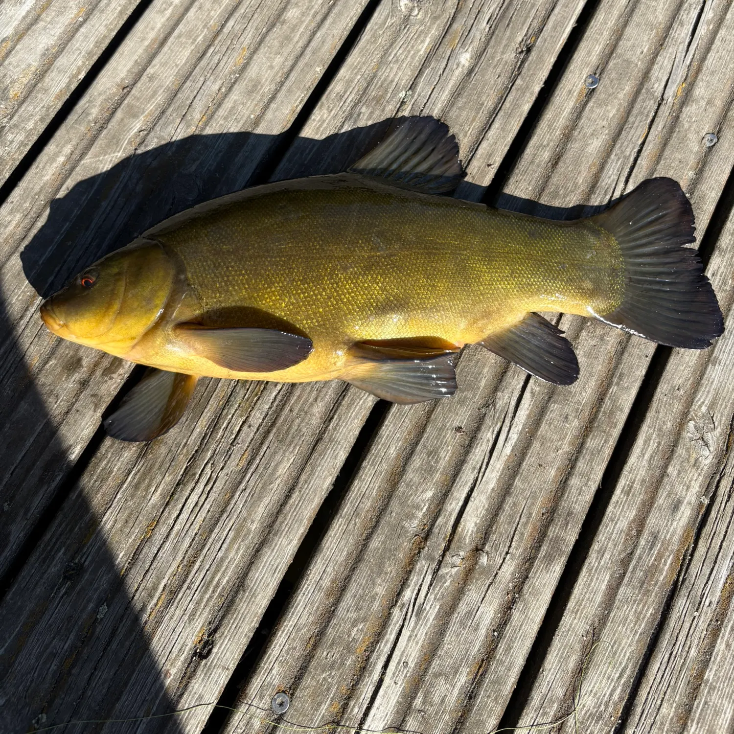 recently logged catches
