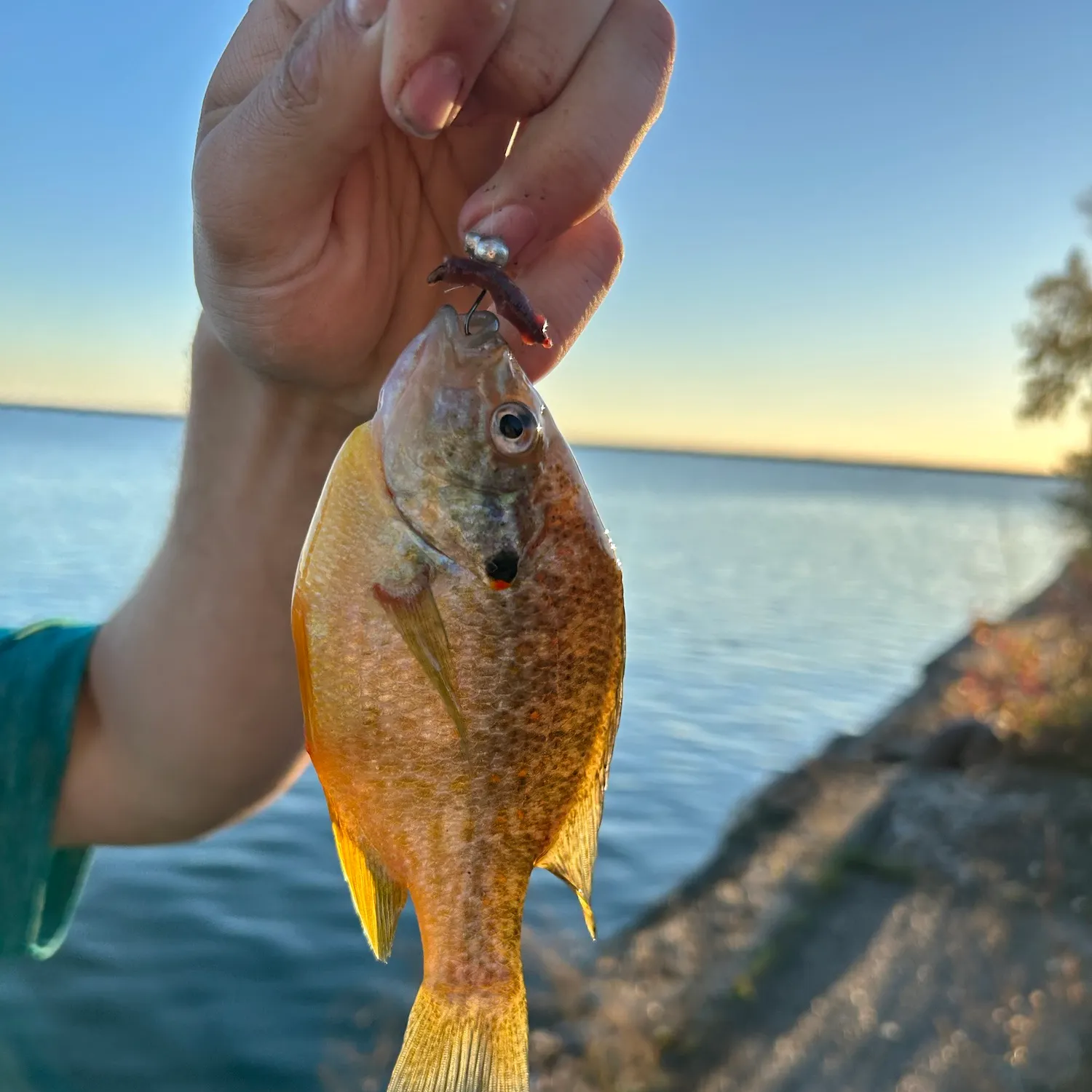 Pumpkinseed caught on Fishbrain
