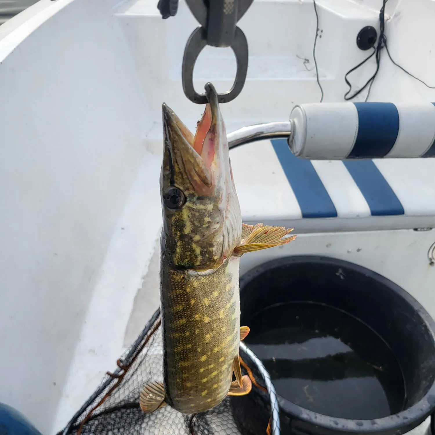 Northern pike caught on Fishbrain
