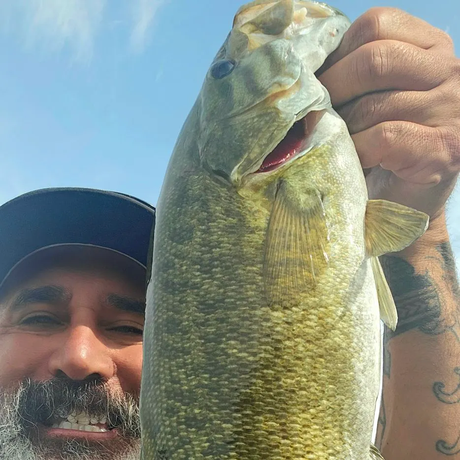 Smallmouth bass caught on Fishbrain