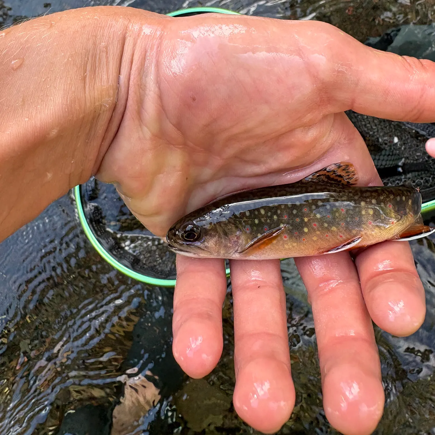 Brook trout caught on Fishbrain