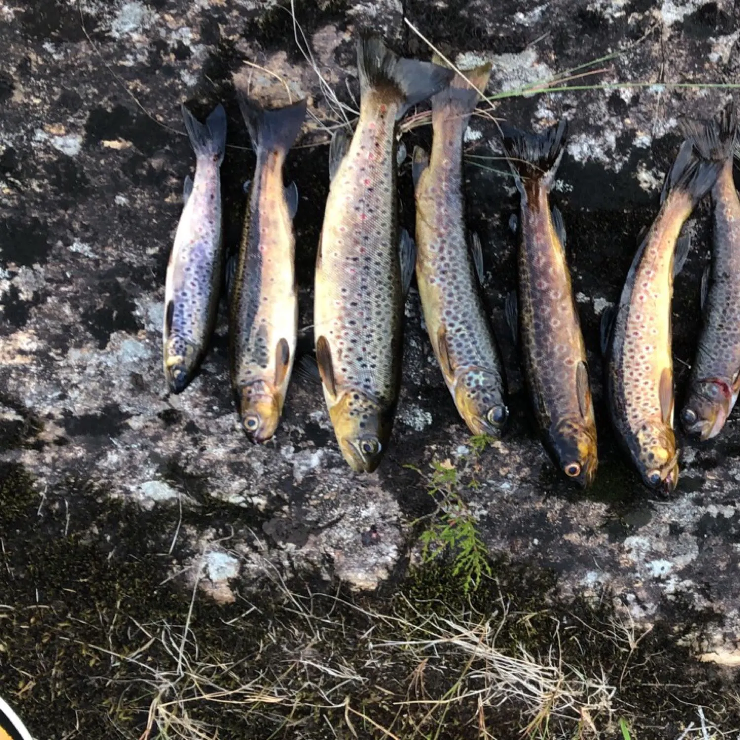 recently logged catches