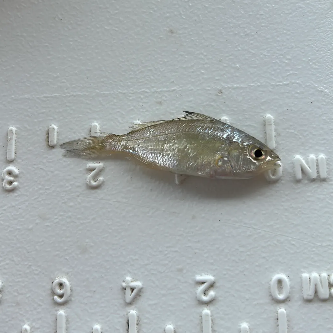 Silver perch caught on Fishbrain