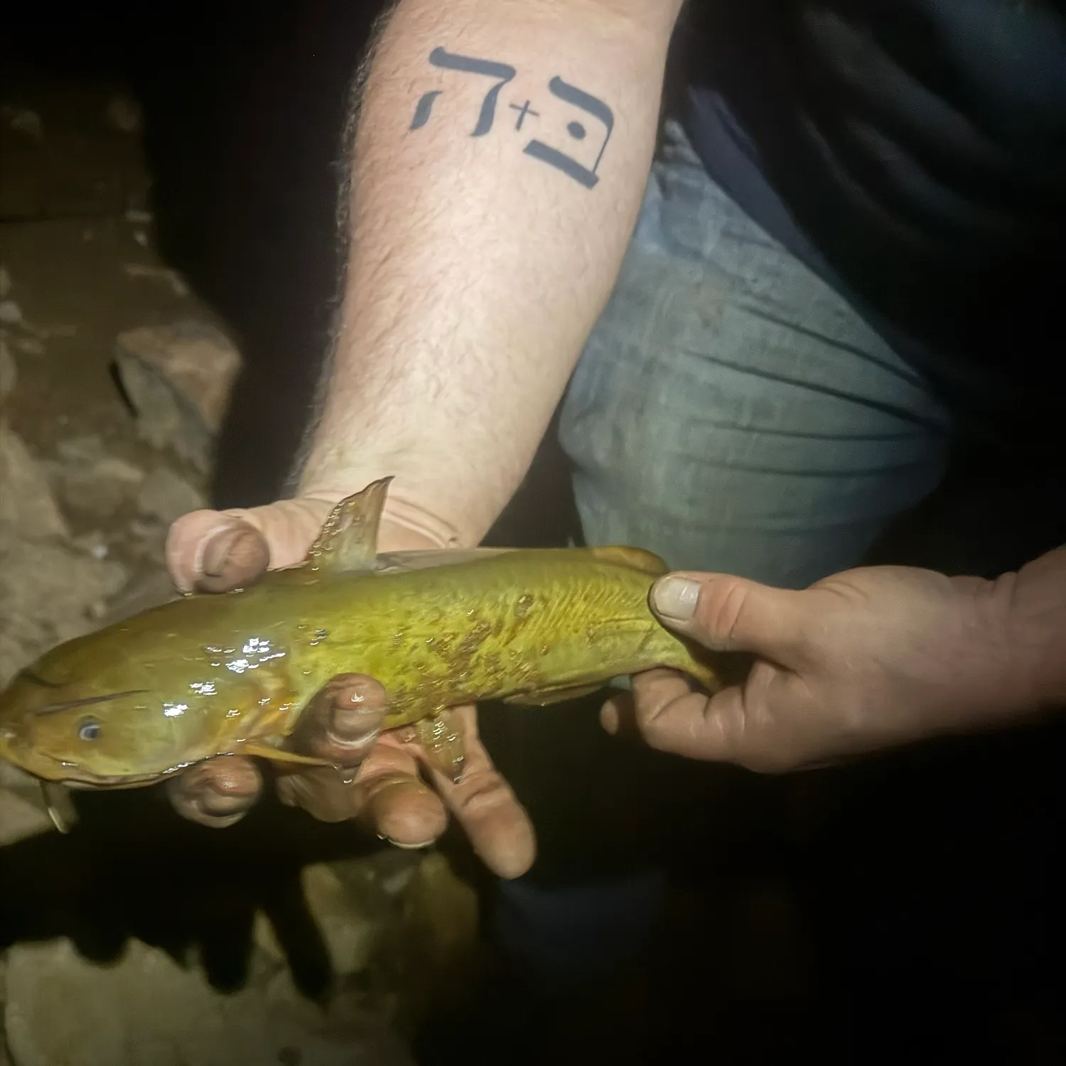 Yellow bullhead caught on Fishbrain