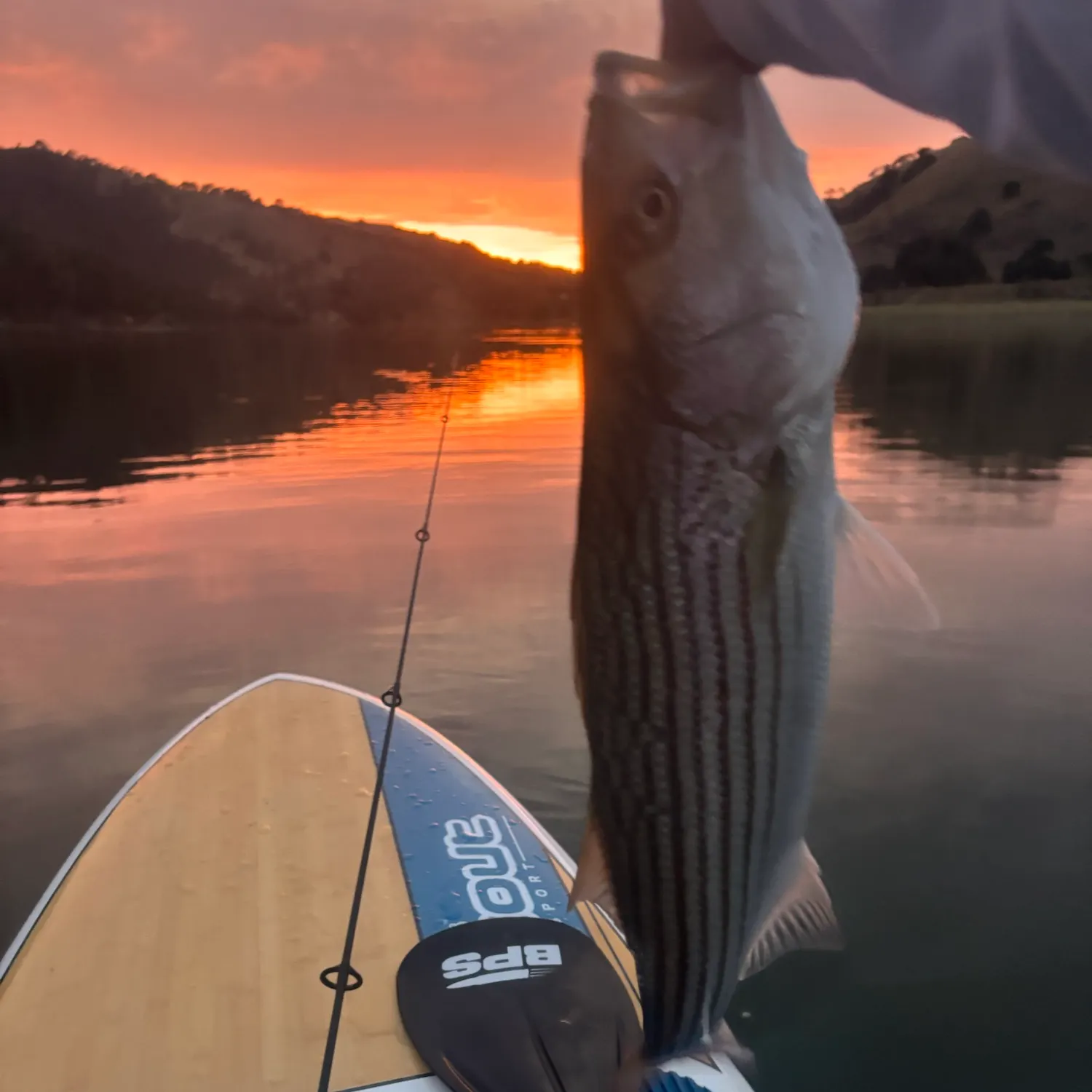 Striped bass caught on Fishbrain