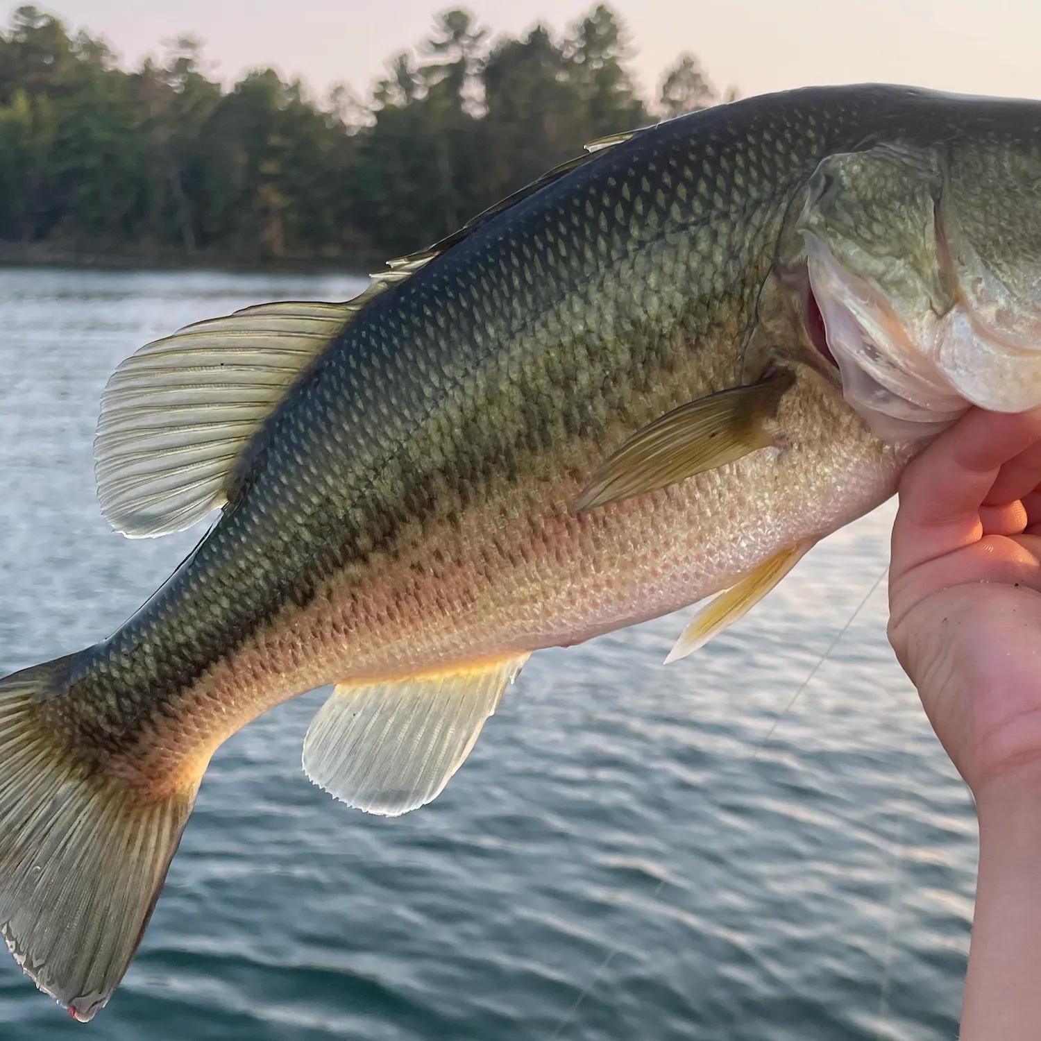 Largemouth bass caught on Fishbrain