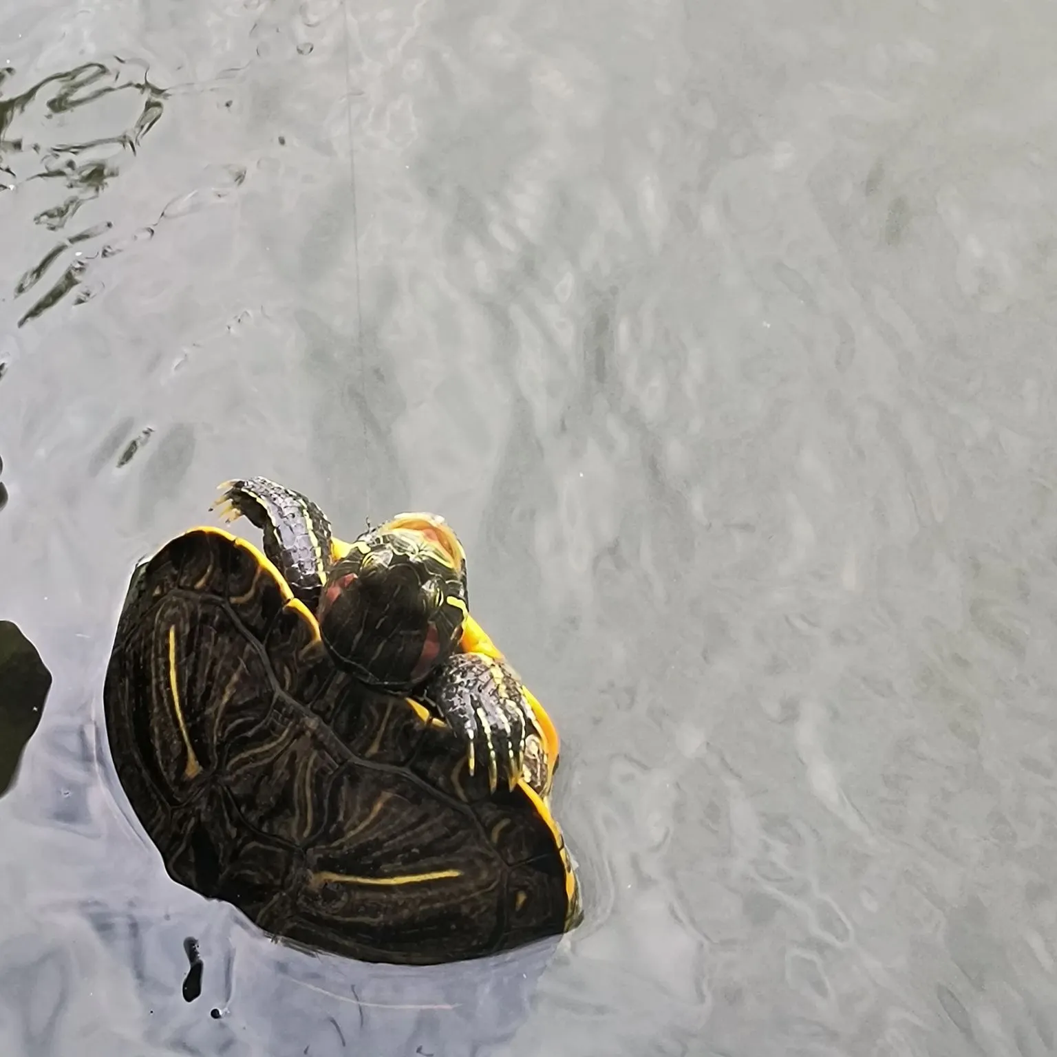 Pond slider turtle caught on Fishbrain