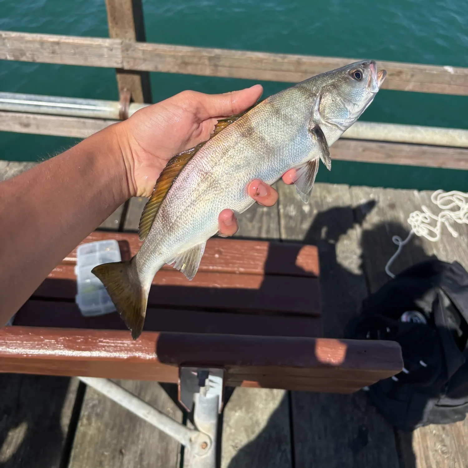 The most recent White seabass catches on Fishbrain