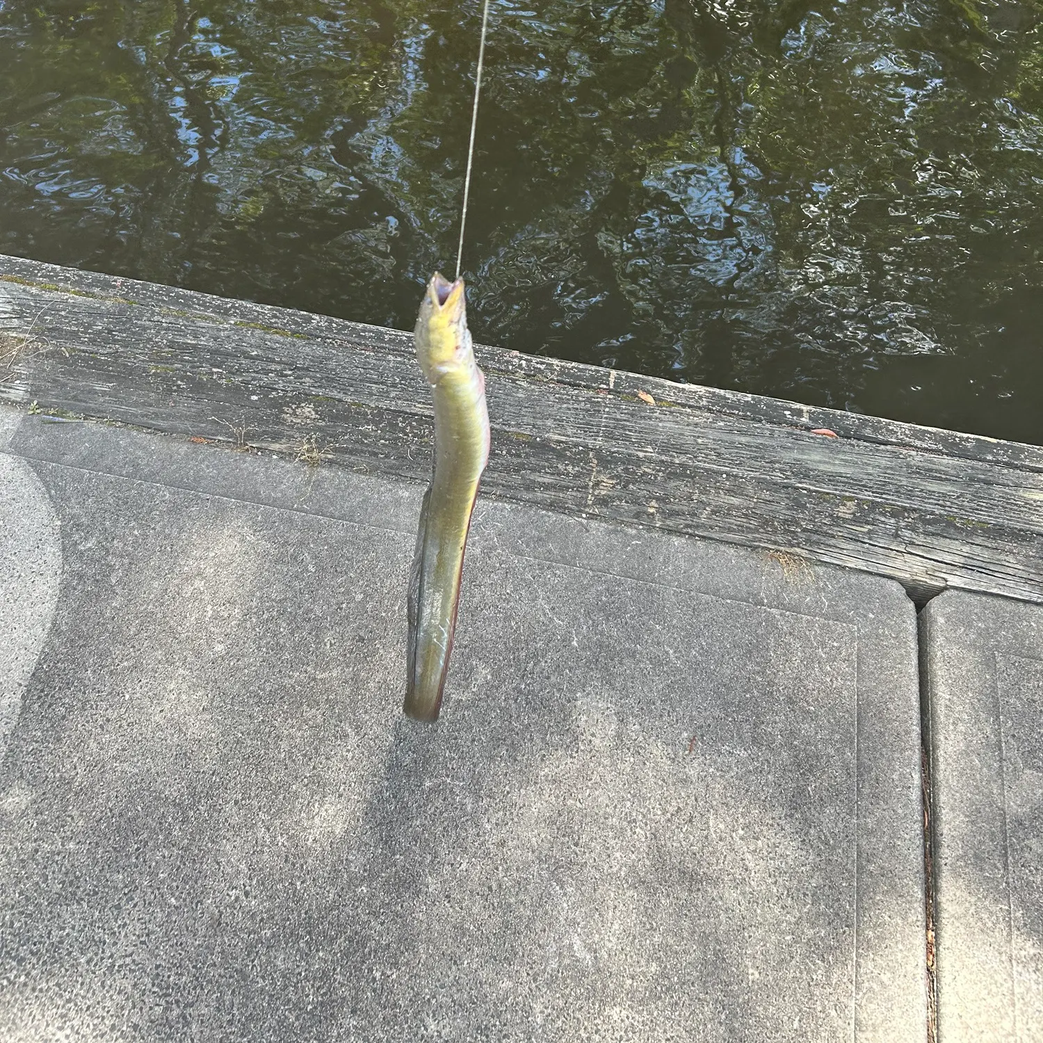 The most recent American eel catches on Fishbrain
