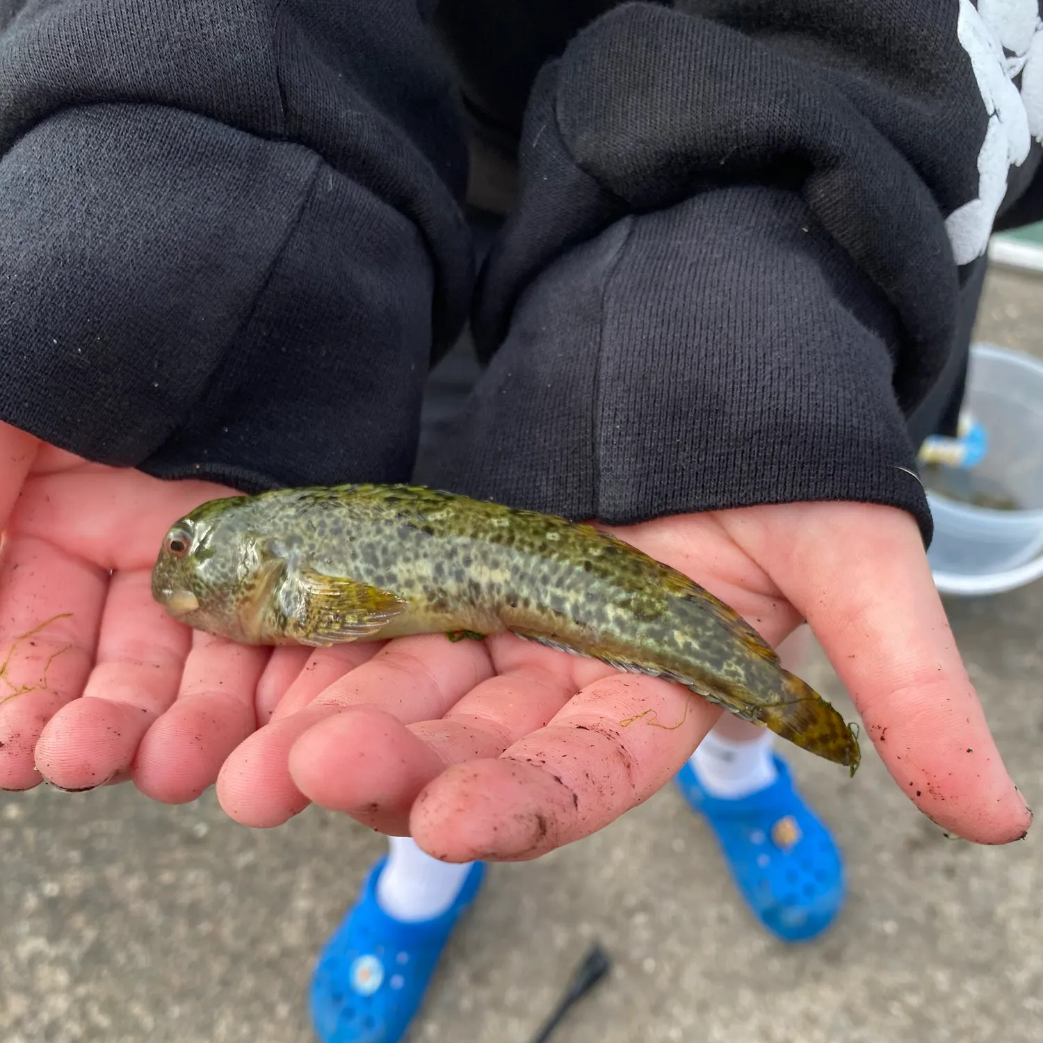 The most recent Shanny catches on Fishbrain