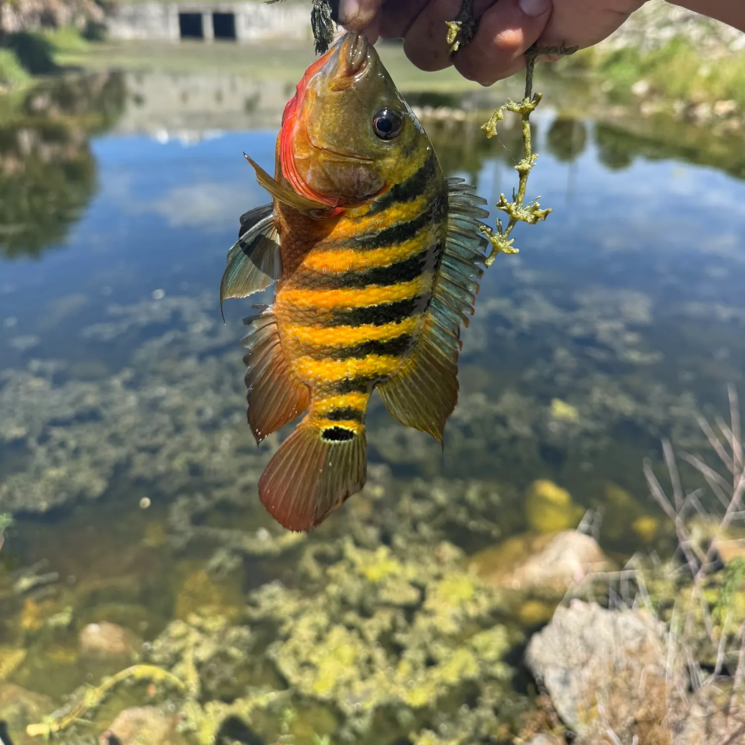 Mayan cichlid caught on Fishbrain