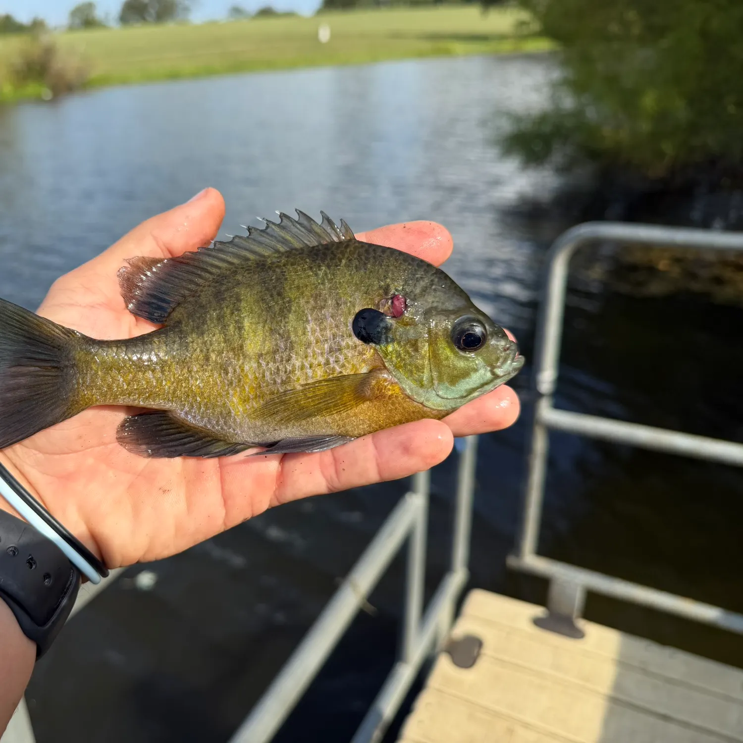 Bluegill caught on Fishbrain