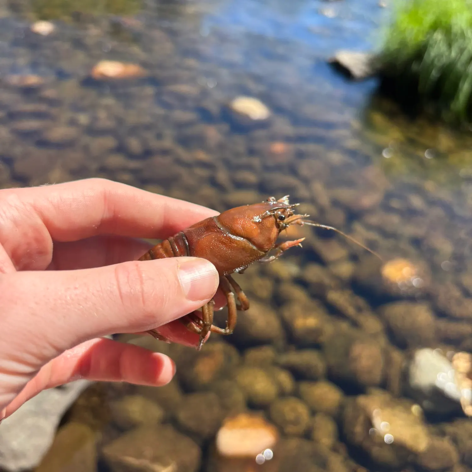 The most recent Red swamp crayfish catches on Fishbrain