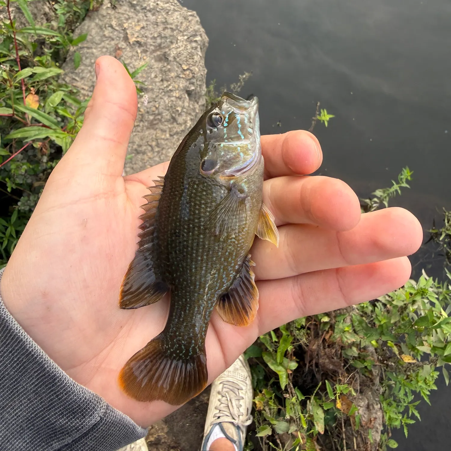 Green sunfish caught on Fishbrain