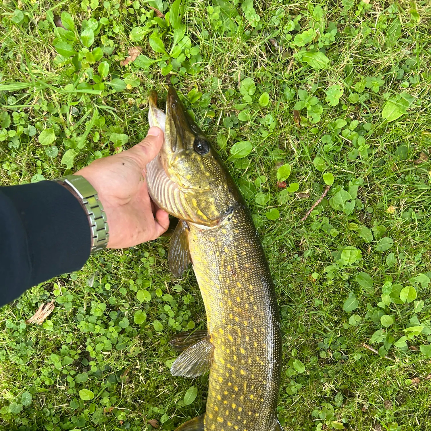 Northern pike caught on Fishbrain