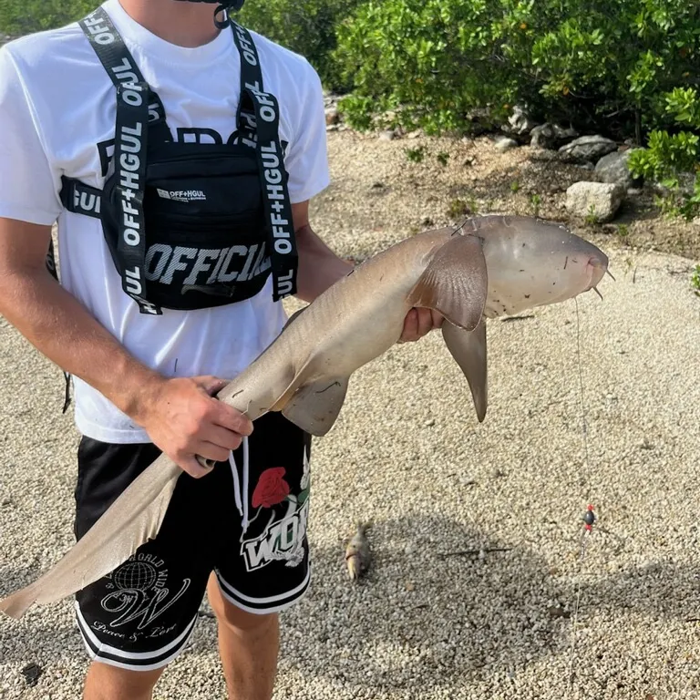 Nurse shark caught on Fishbrain
