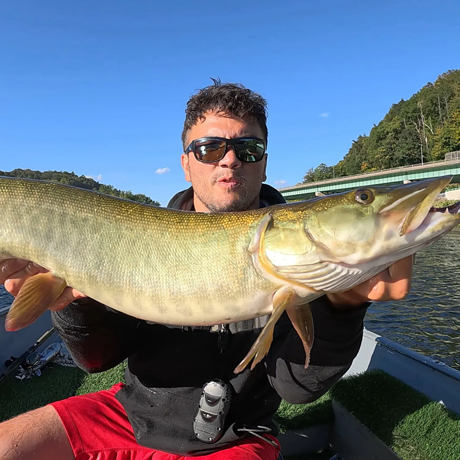 The most recent Muskie catches on Fishbrain