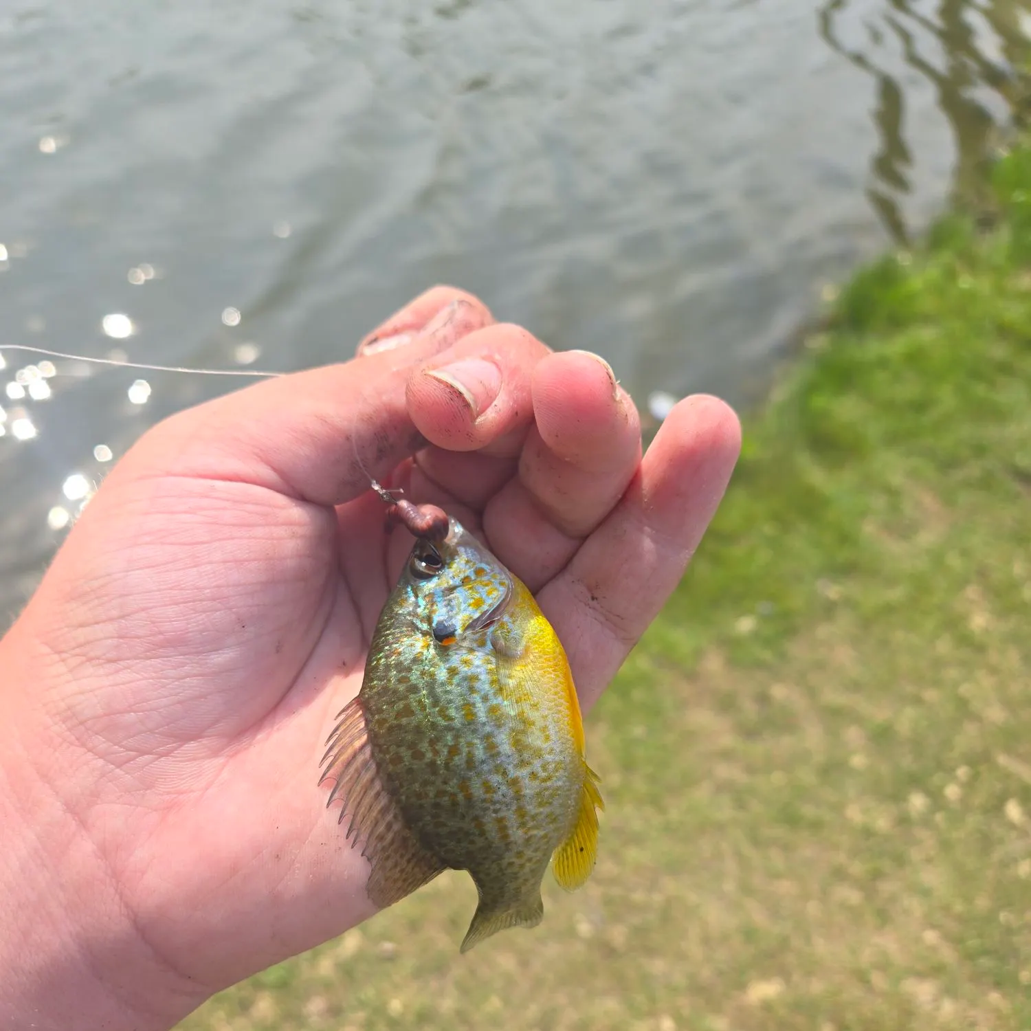 Pumpkinseed caught on Fishbrain