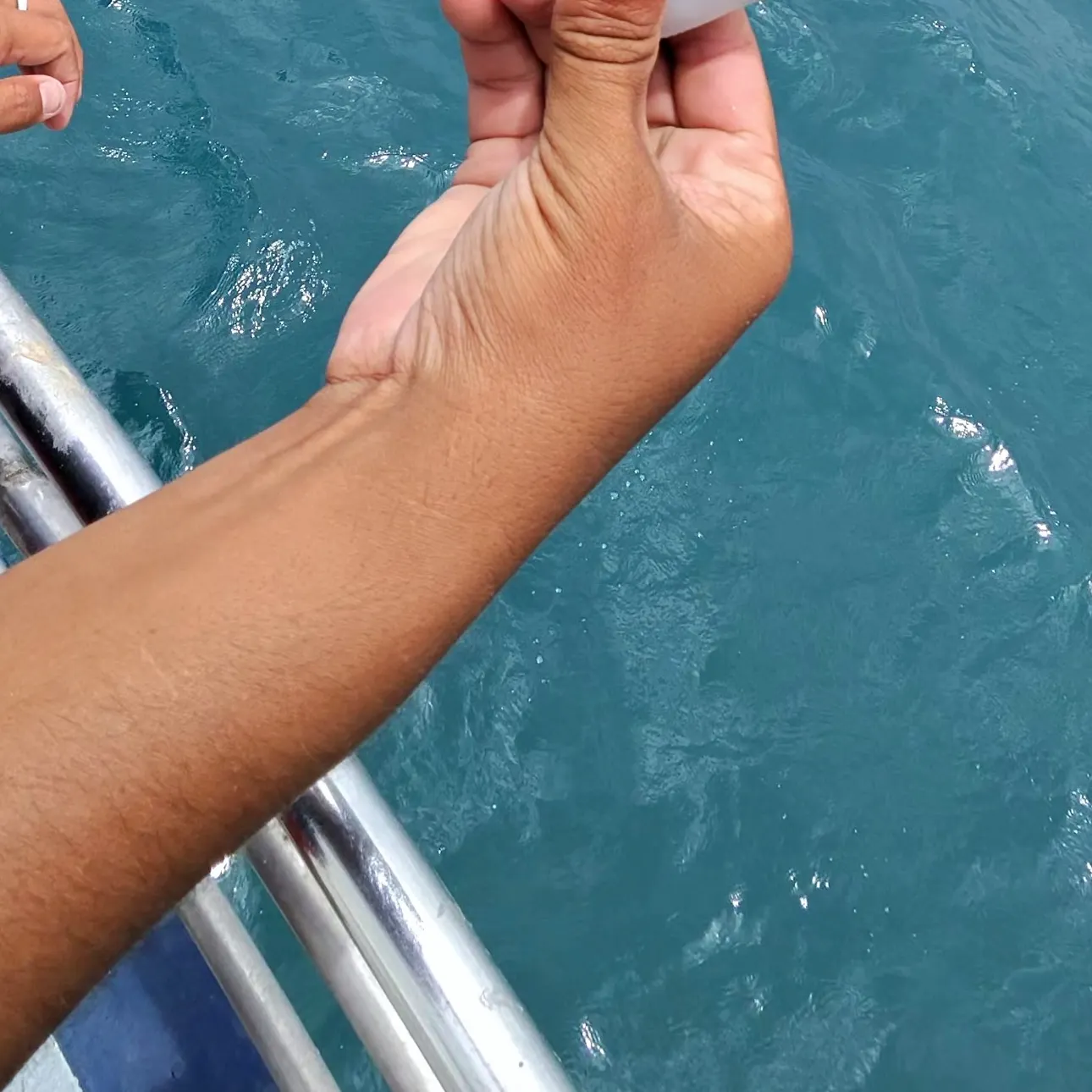 The most recent Picasso triggerfish catches on Fishbrain