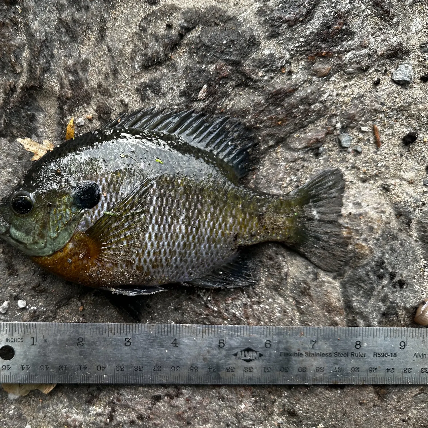 Bluegill caught on Fishbrain