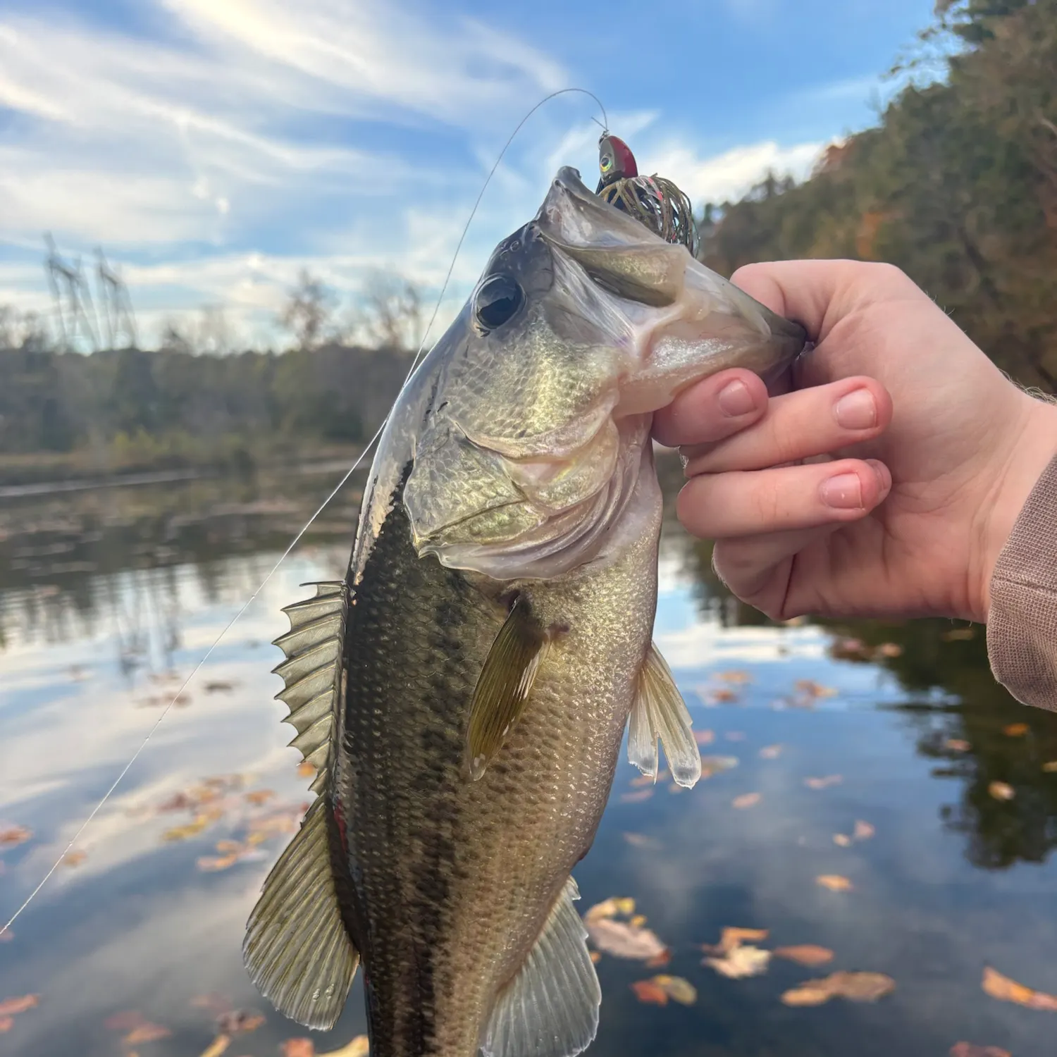 Largemouth bass caught on Fishbrain