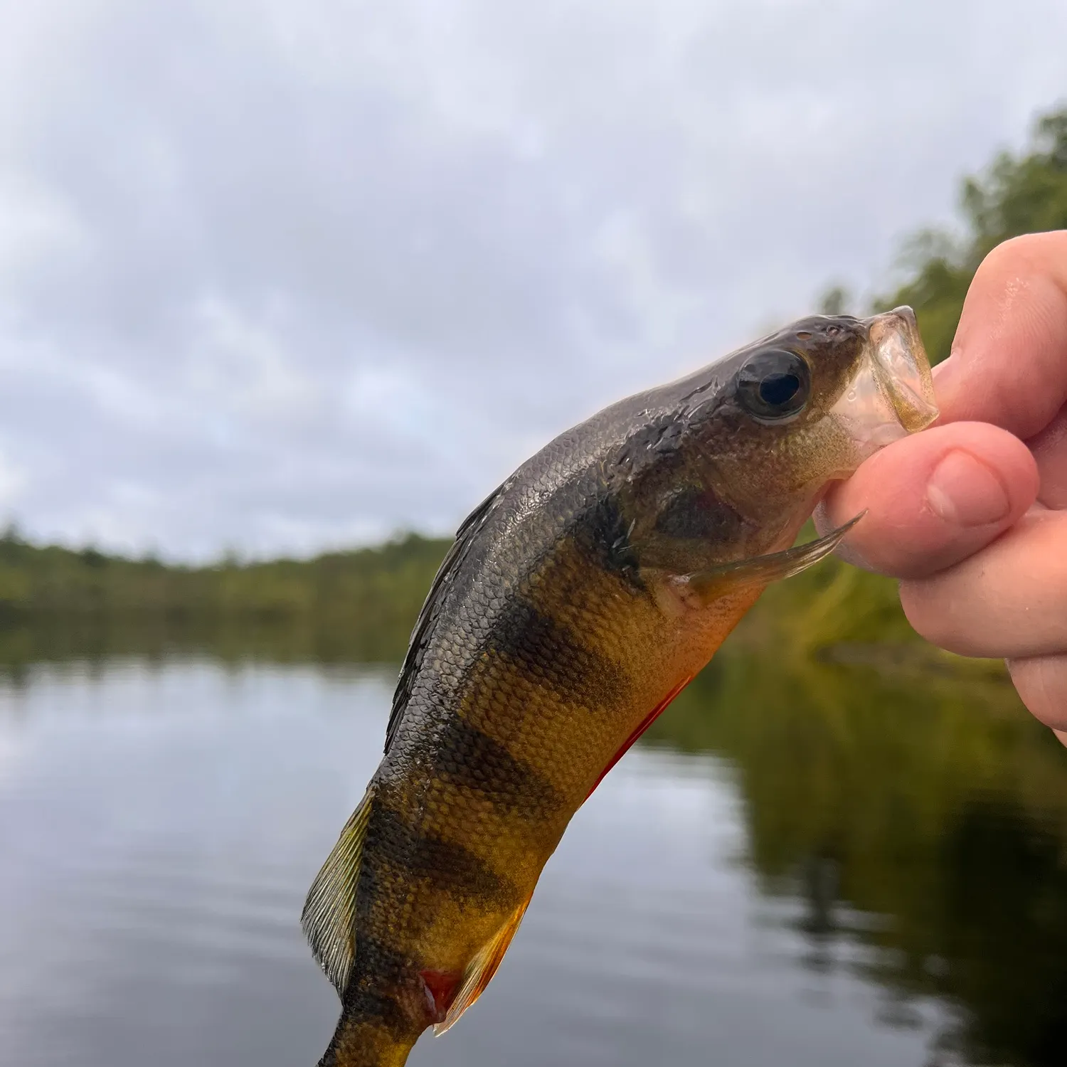 Yellow perch caught on Fishbrain
