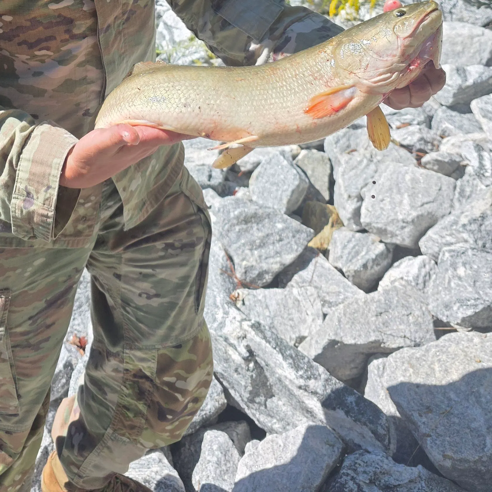 Ruddy bowfin caught on Fishbrain