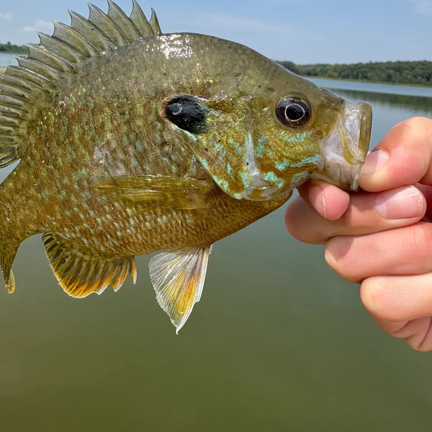 Greengill hybrid caught on Fishbrain