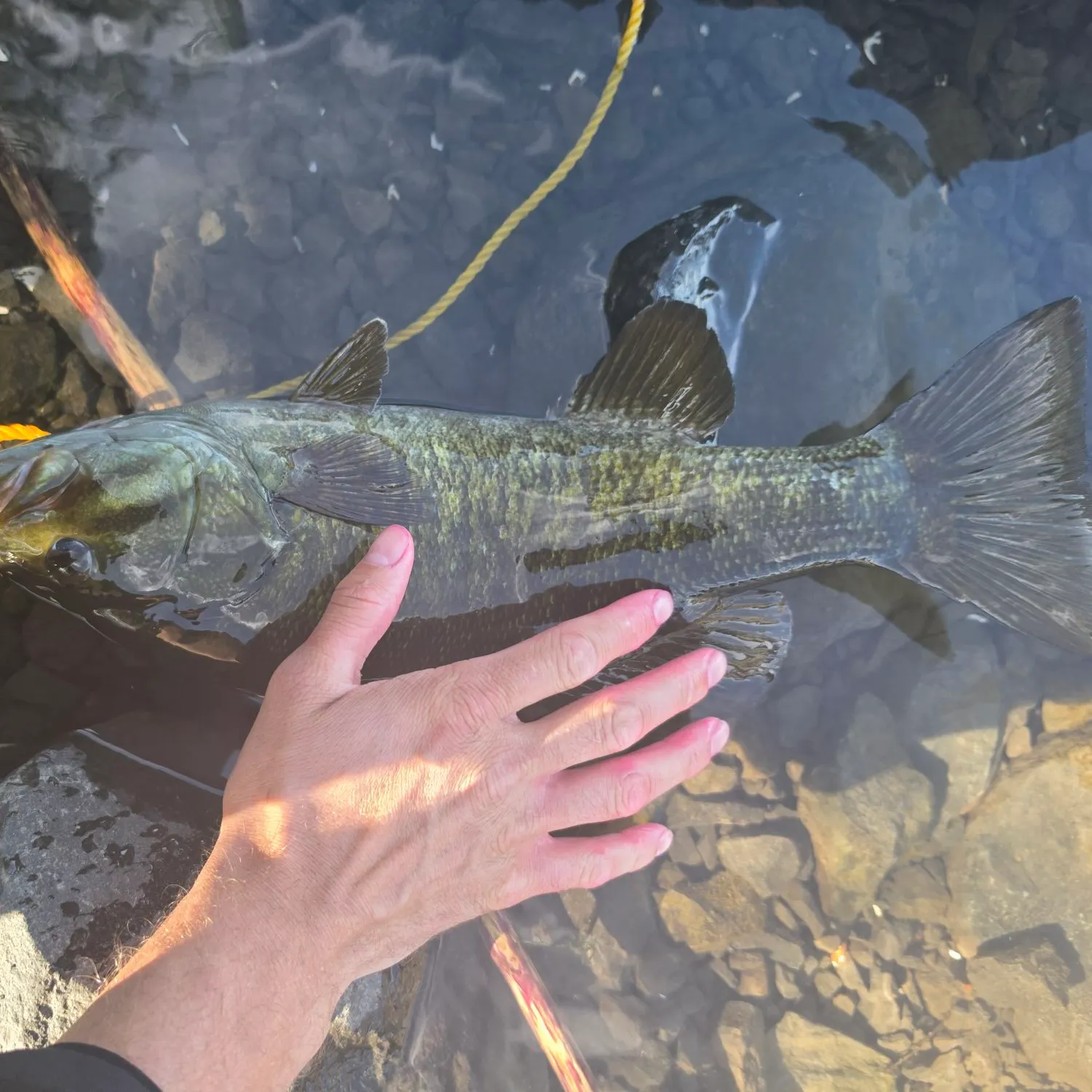 Smallmouth bass caught on Fishbrain