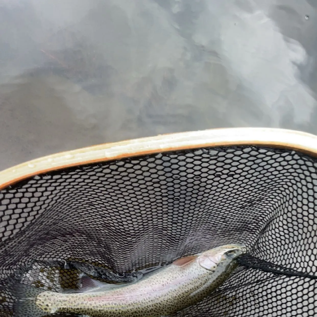 Cutbow caught on Fishbrain