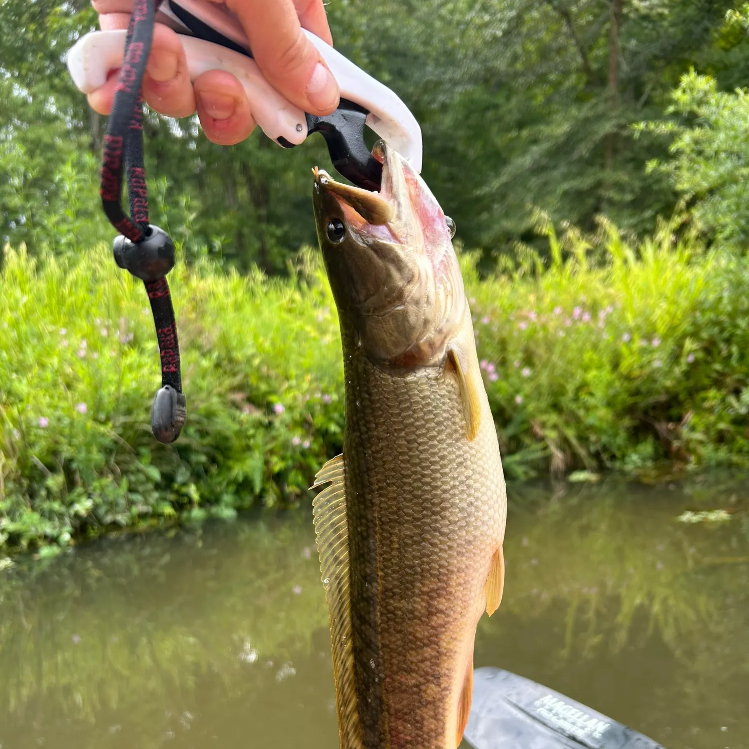 The most recent Ruddy bowfin catches on Fishbrain