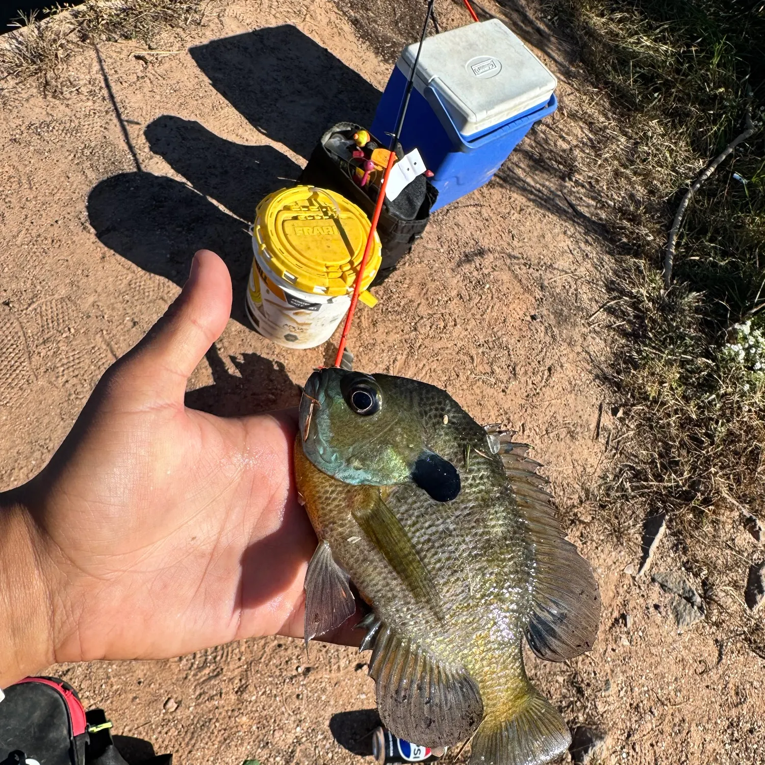 Bluegill caught on Fishbrain