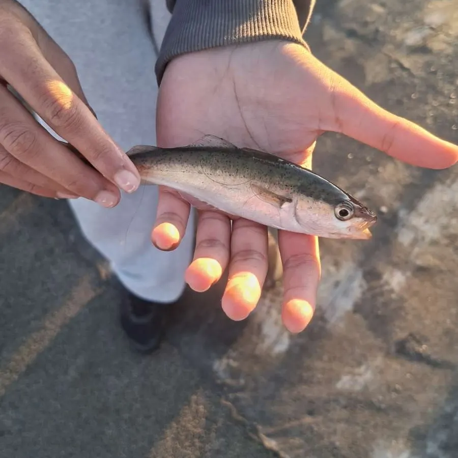 Pollack caught on Fishbrain