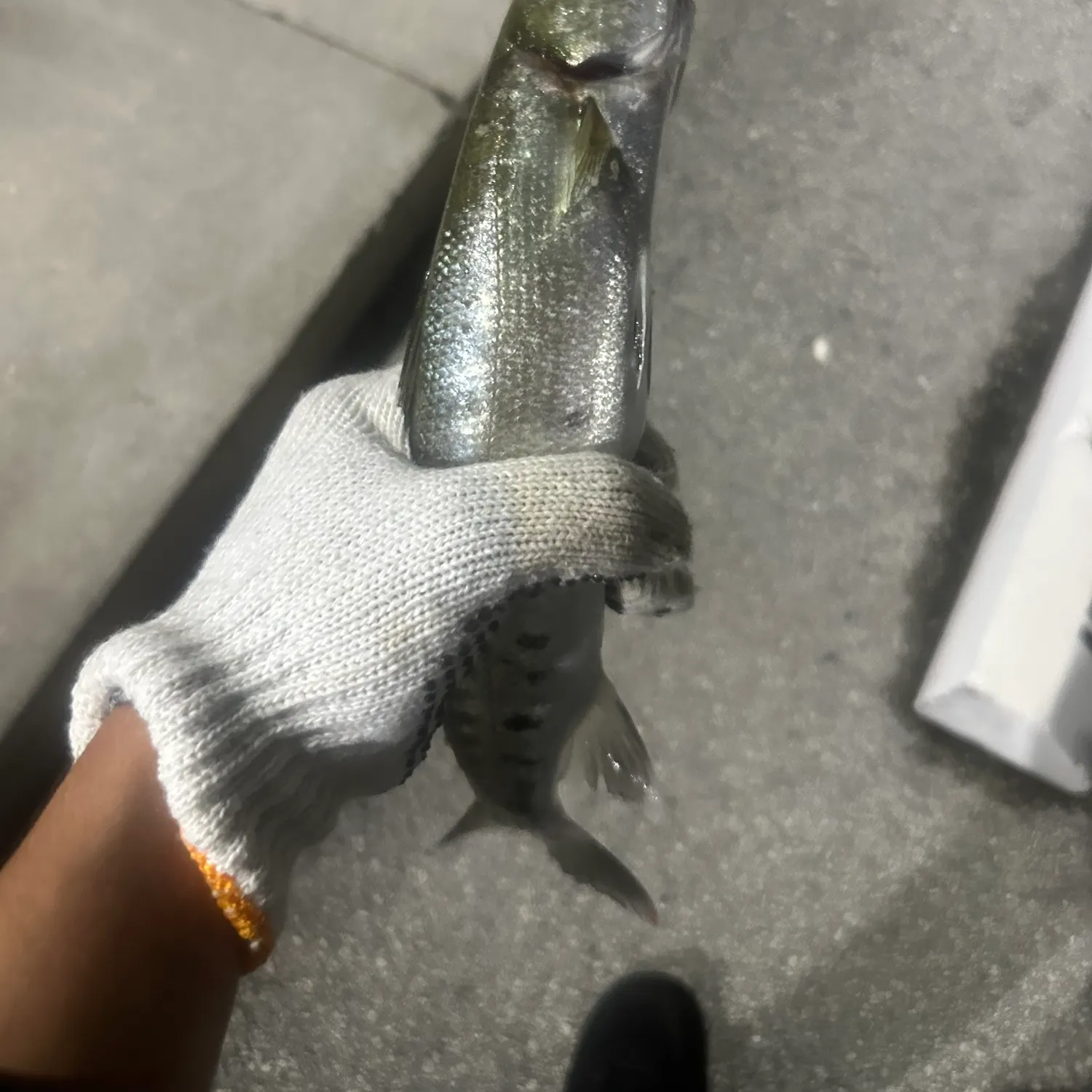 Great barracuda caught on Fishbrain