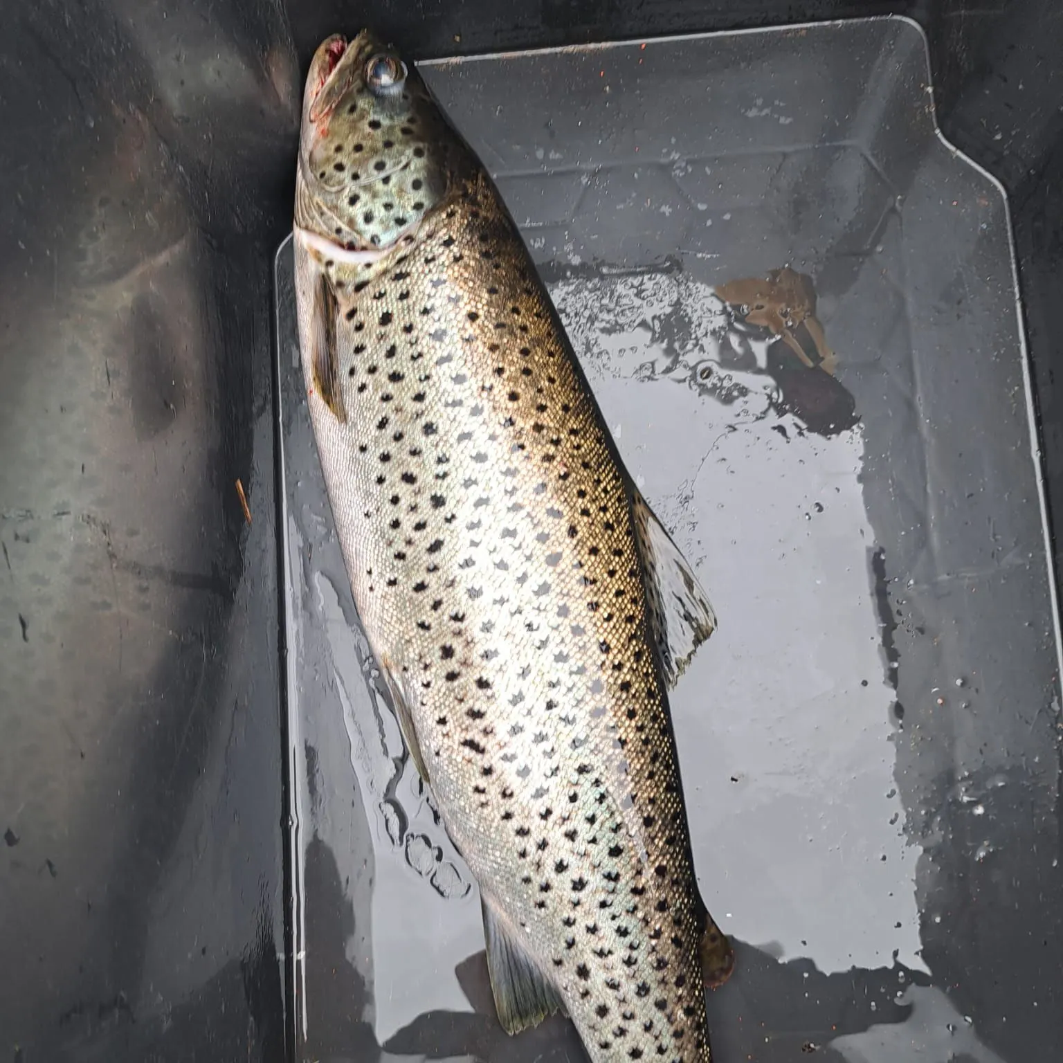 Lake trout caught on Fishbrain