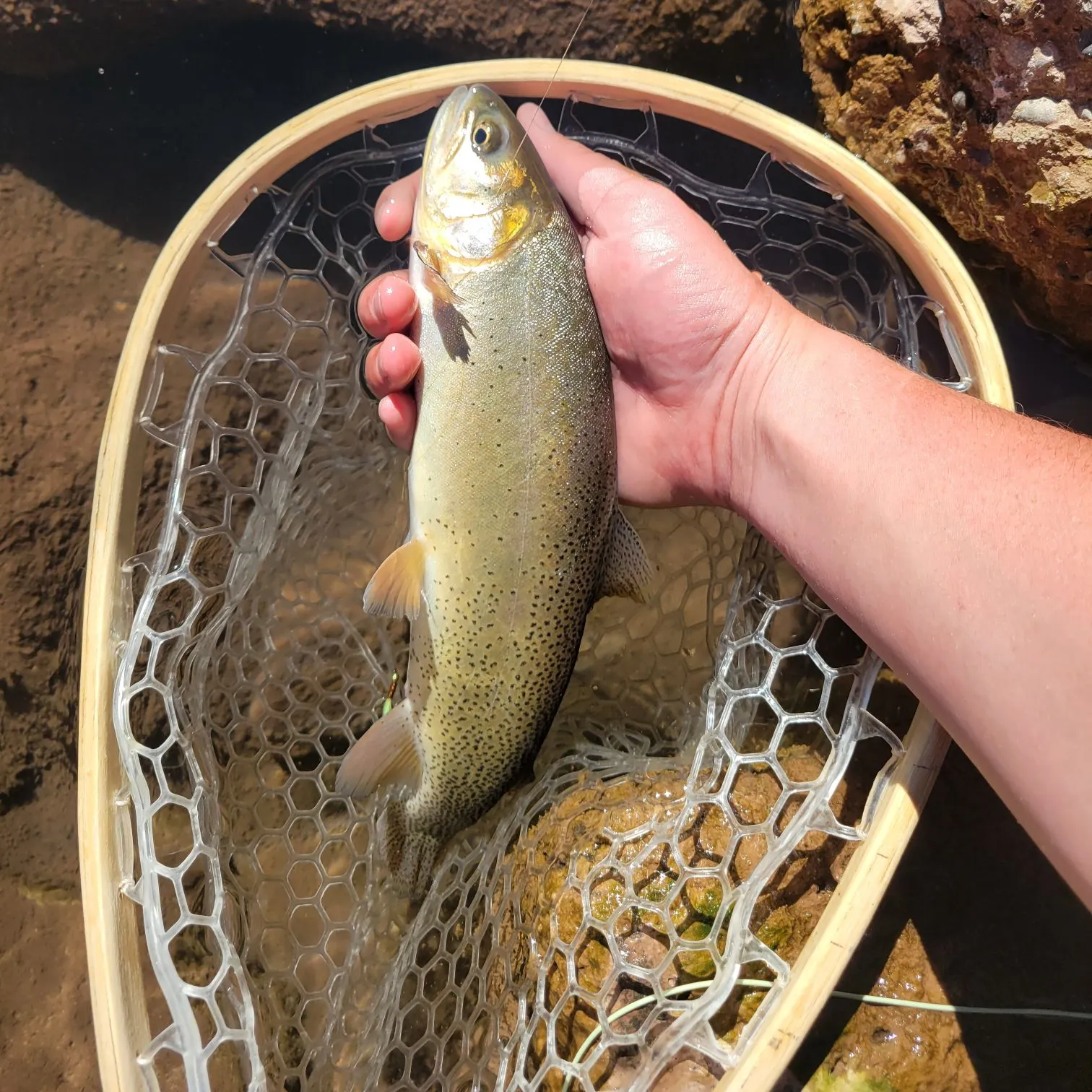 Cutthroat trout caught on Fishbrain