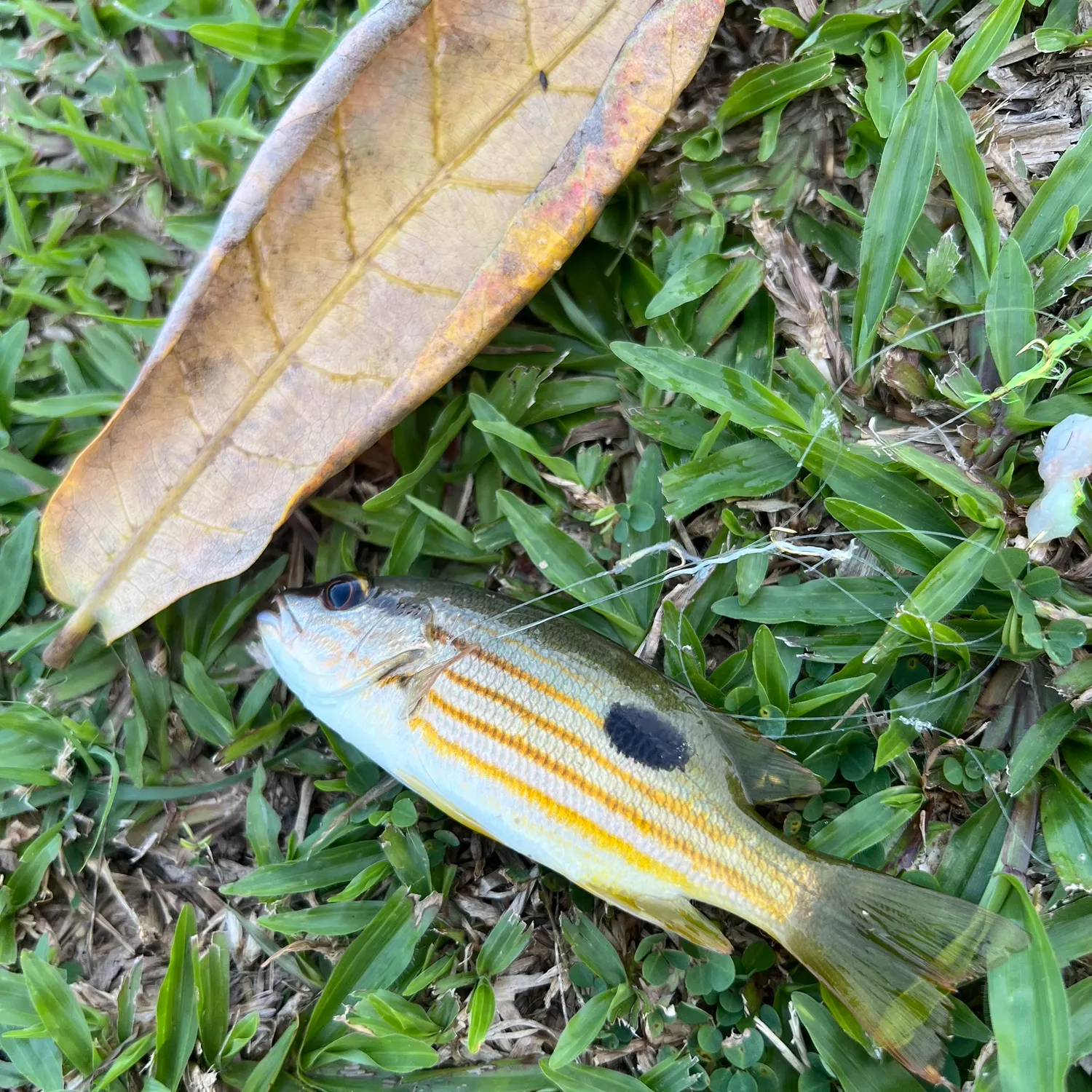 Dory snapper caught on Fishbrain