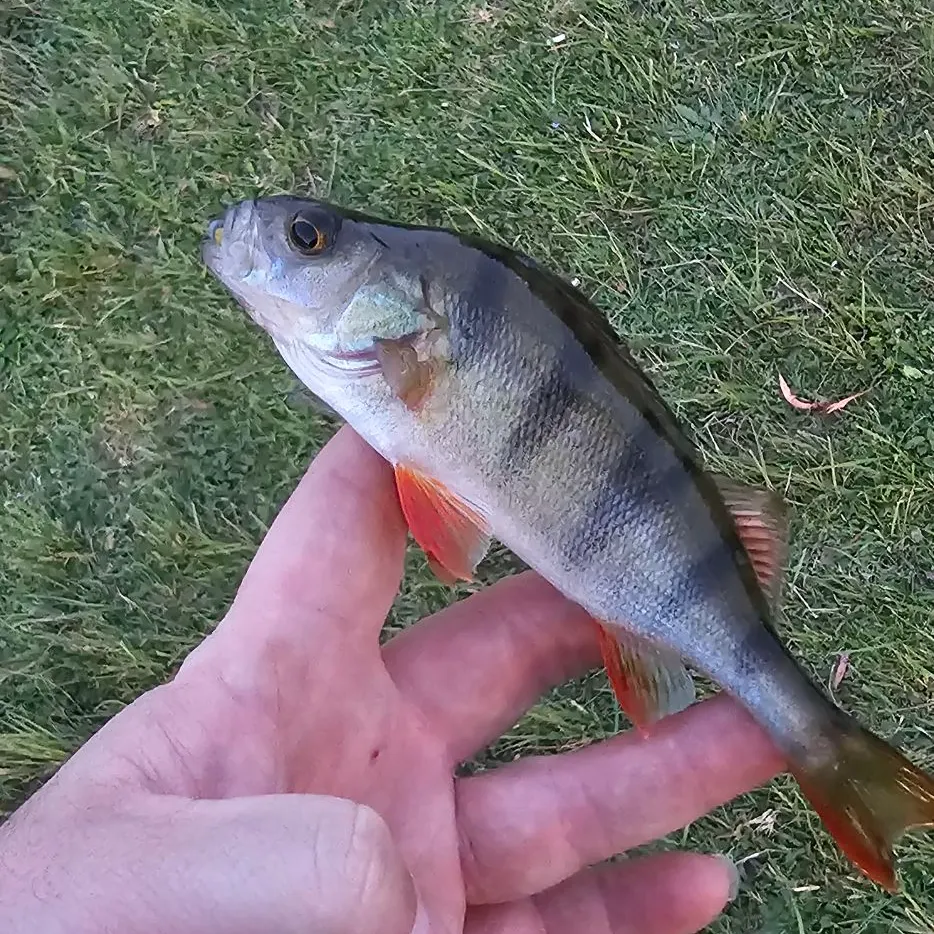 European perch caught on Fishbrain