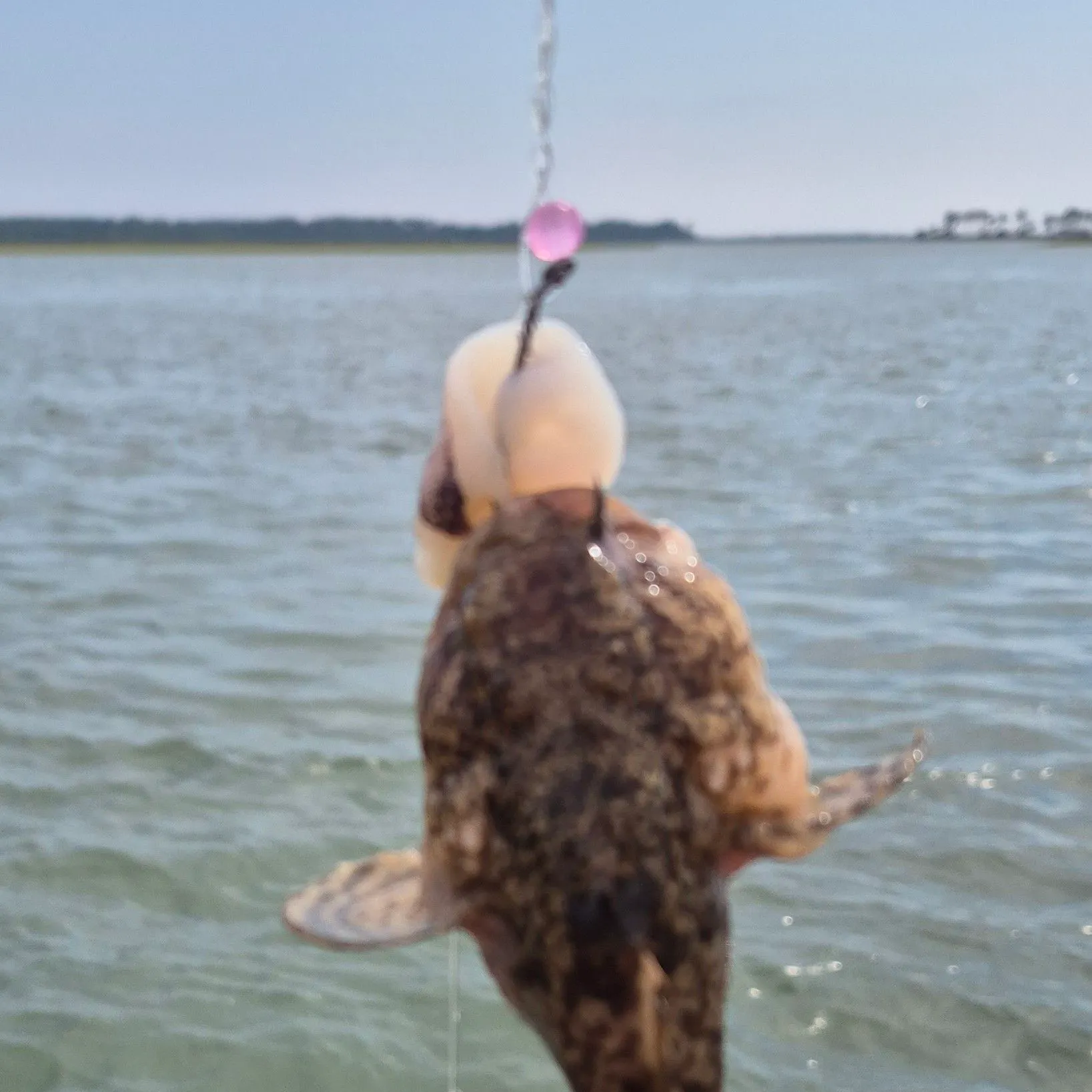 Oyster toadfish caught on Fishbrain