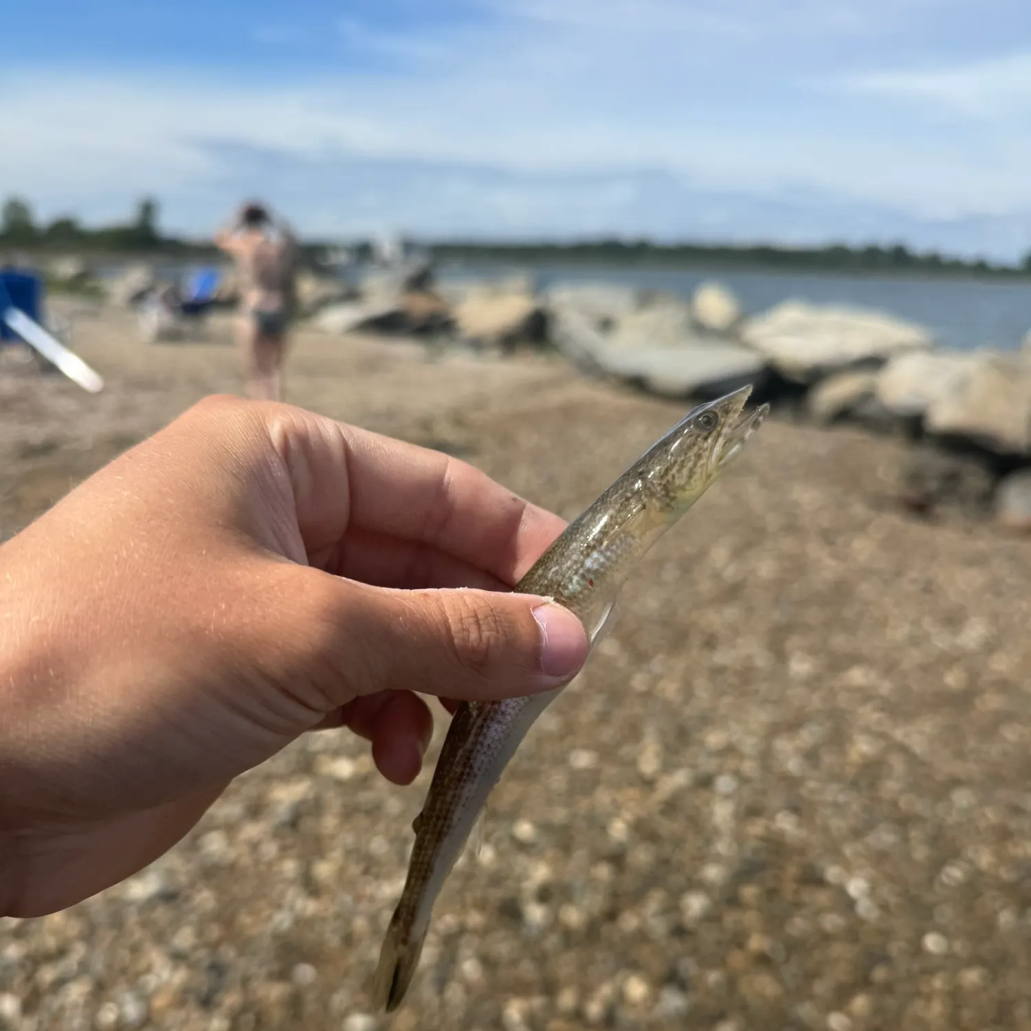 Inshore lizardfish caught on Fishbrain